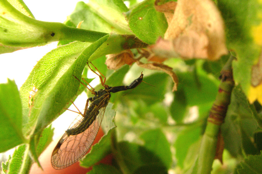 Raphidioptera